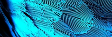 Dane Del Rey free actress photo