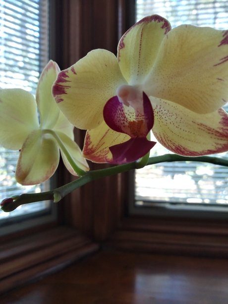 Deedee Darkness nice actress picture