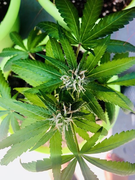 Kay Mella pornstar high quality archive