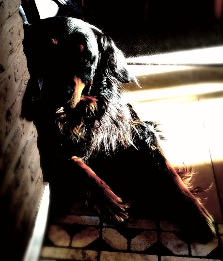 Shyguy pornstar gallery