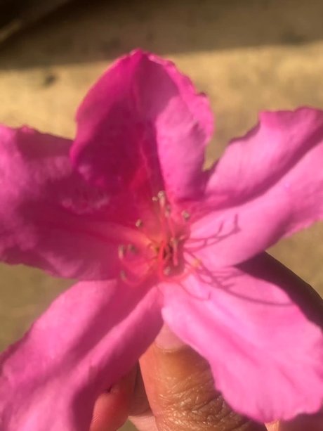 Milkkkkkmarie_ nice star pics