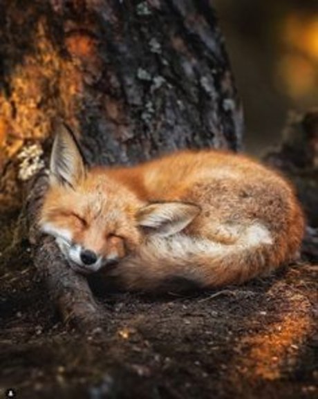 Raposinha_ perfect actress gallery