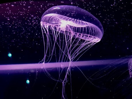 RopeBunni hd pornstar archive