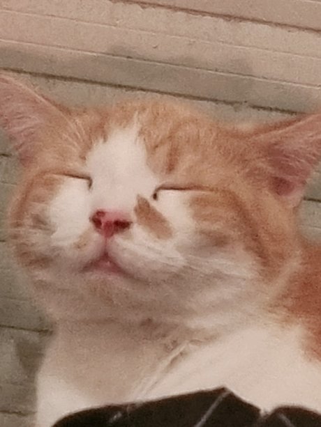 Safir Babe model pretty archive