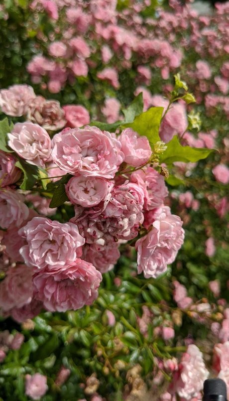 Sacha Rose Love pornstar naked photos