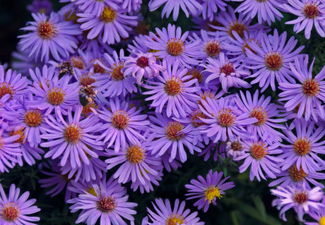 u37365736 pornstar sexy img