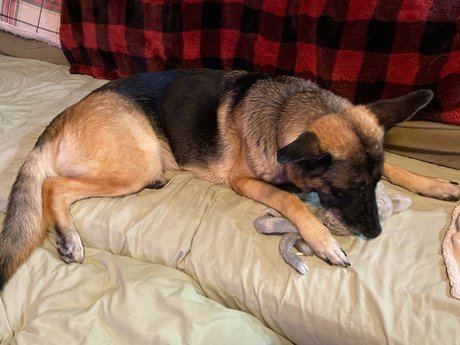 Sassy Jassy pornstar sexy pictures