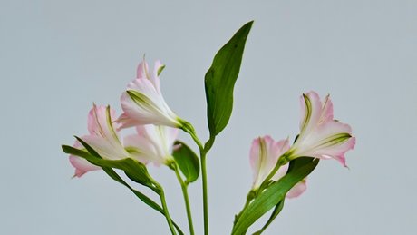 Sahueso VIP_ pretty actress pics