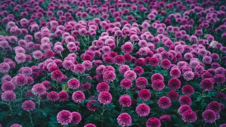 Dalila Better erotic actress photos