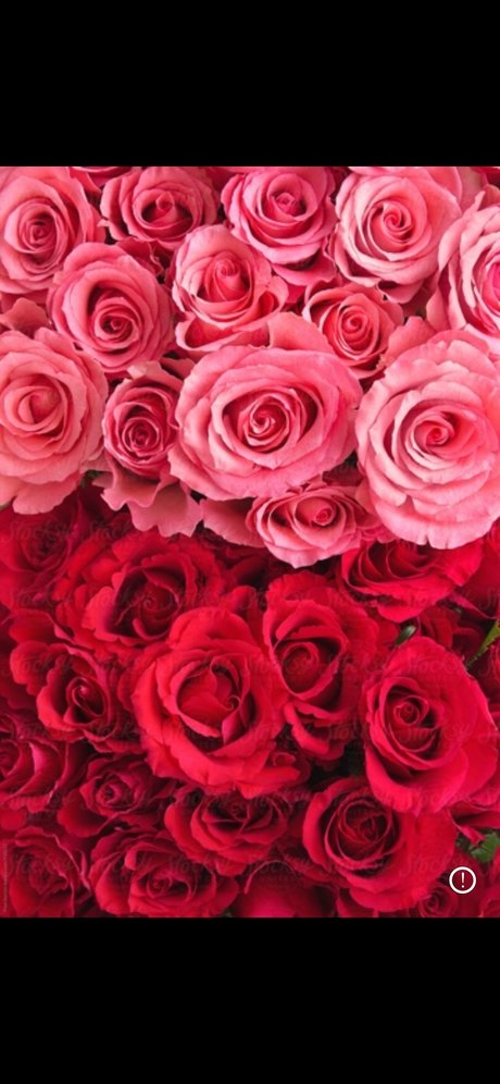 YKandyYaang_ pornstar free pic