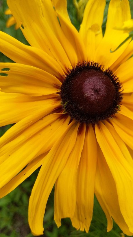 T free_ pornstar top photo