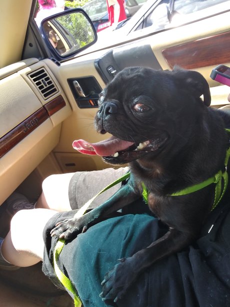 Pug n Company pretty actress photo