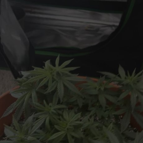 _rgr r_ model pretty image