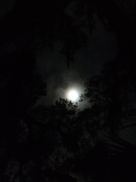 Skolomend nude model image