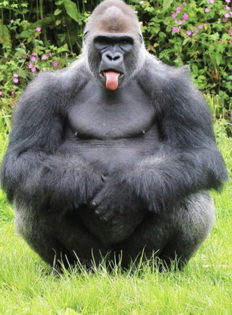 Pussy Pal AL model naked img