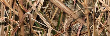 Fagyu Beef model perfect photos