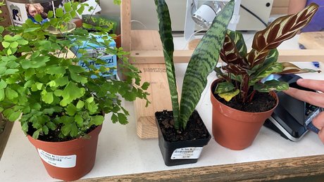 Caddy Rogers naked model img