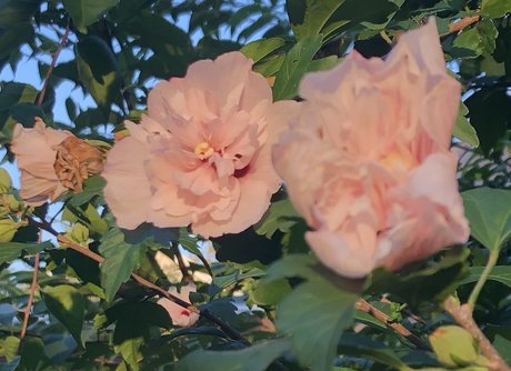 Lydia Evergreen star nudes galleries