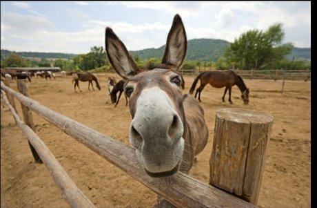 Burro Donkey best actress pics
