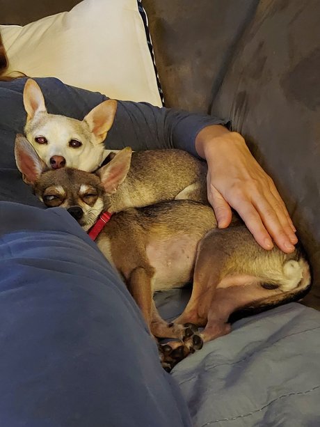 Pica amp amp Kelly art model picture