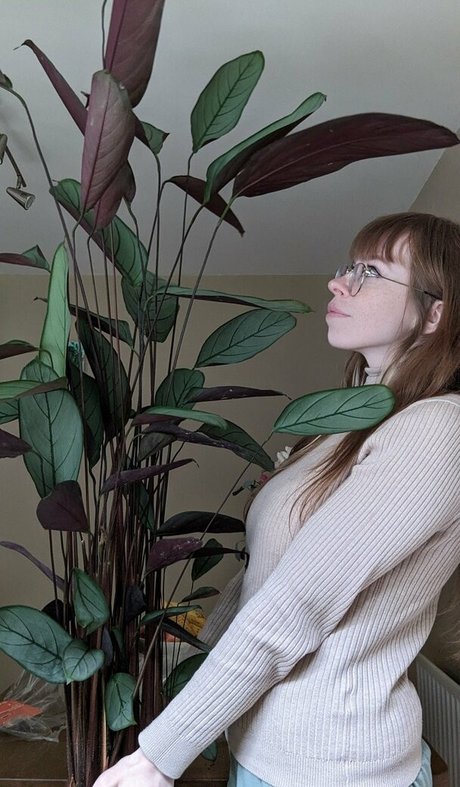 Bat Maisie star free picture