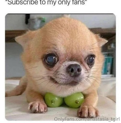 anastasia tgirl hot model pics