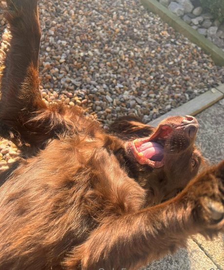 leorose02 art model picture