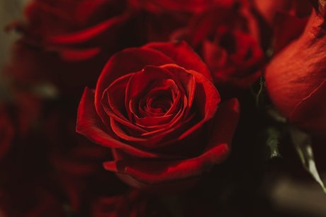 Little Bear FREE pornstar free images