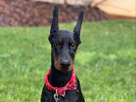 Knox amp ampBear perfect pornstar archive