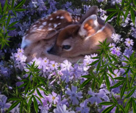 Bambi Chiefs pretty star pictures