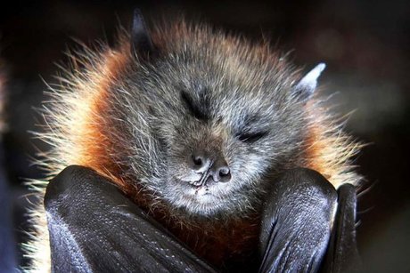 ThiccKit actress images