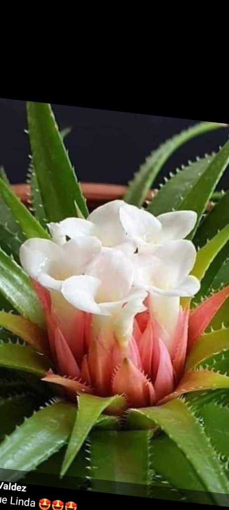 Picantica2 pornstar nudes images