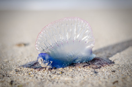 Greg Larro Photography pornstar free picture