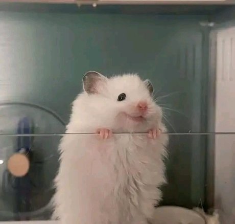 Lira Morrison nice star galleries