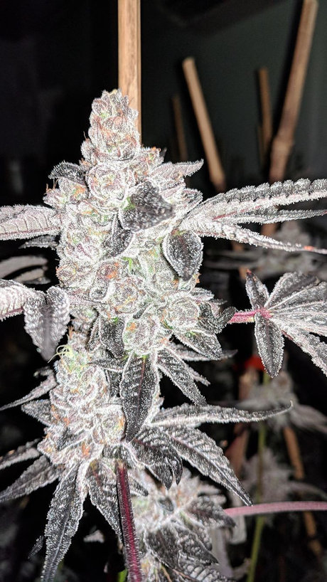 TreThePlug pornstar hd picture