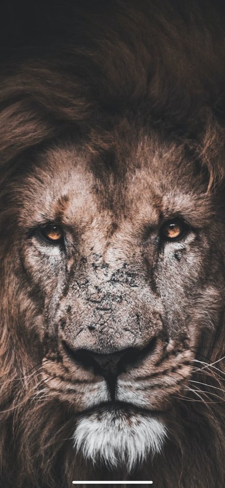 K1ngV1l top pornstar picture