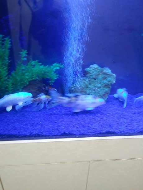 LonGdick star free pictures