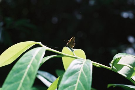 Nymph Feet naked actress pic