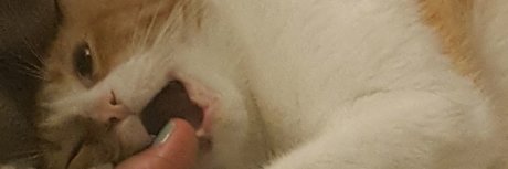 Professor Tokes top pornstar photos