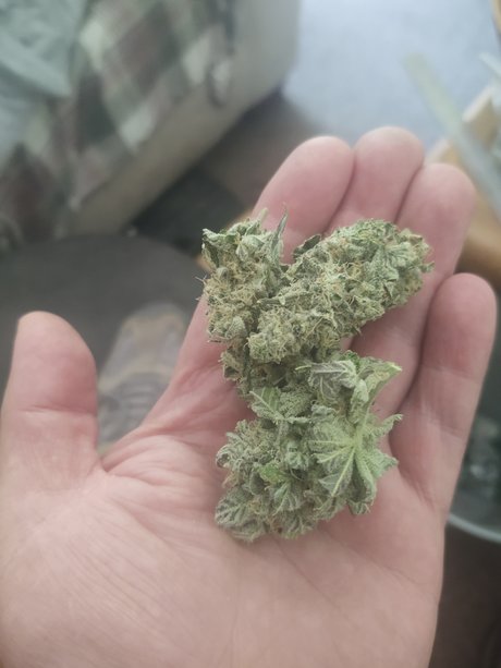 Jeff 0h exclusive model pic