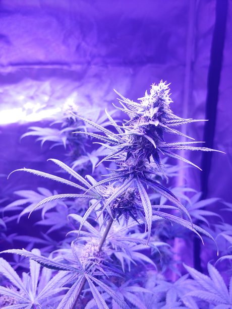 mountain man best actress pic