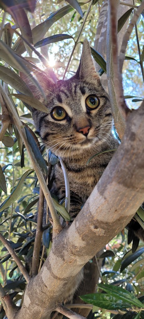 Go For Sho porn model photo