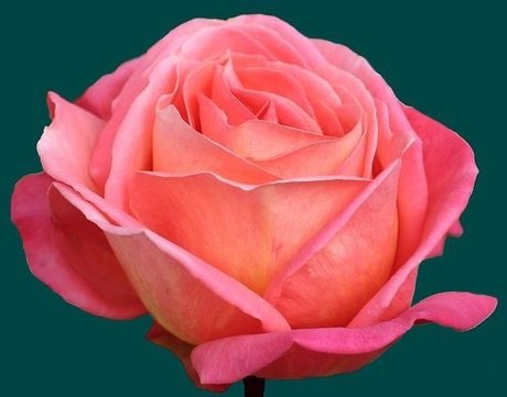 black male onlyfans hot xxx galleries