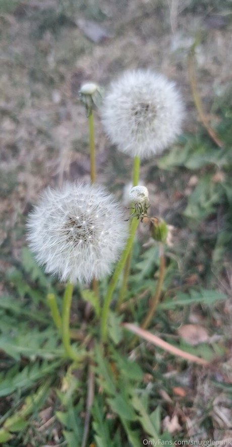 Snugglepunk perfect pornstar image