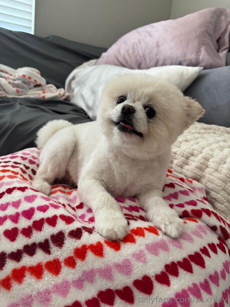 xxxriley pornstar hot gallery