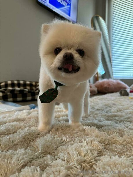 xxxriley star adult archive