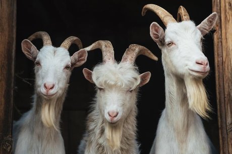 Willie Long top actress images