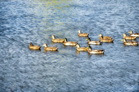 Jay D Quackers pornstar nudes pics