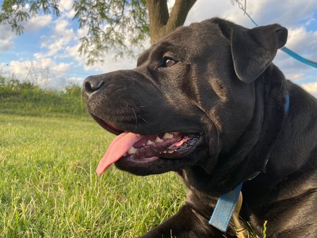 Mafia adult star pic