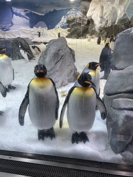 OMGPIEISSOGOOD pornstar exclusive gallery